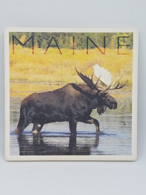 Moose in Water Coaster