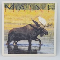 Moose in Water Coaster