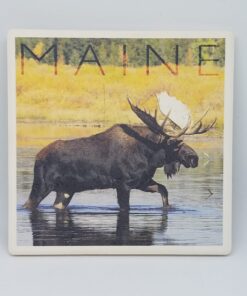 Moose in Water Coaster