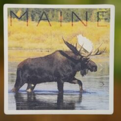 Maine-Moose-Daylight-Water-Maine-Coaster_Christmas_Vacation_Shop_Bar_Harbor_Maine